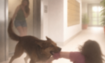 cachorro dentro de condomínio em Votorantim Home Notícias Notícias Região e Esta