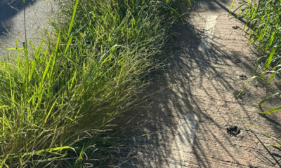 te Edições Completas Outras Classificados Gente Nossa Você Repórter Resumo de No