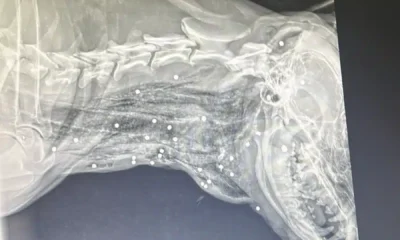 disparos de arma de fogo no bairro dos Frades, em Limeira, nesta terça-feira (24