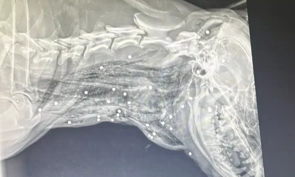 disparos de arma de fogo no bairro dos Frades, em Limeira, nesta terça-feira (24