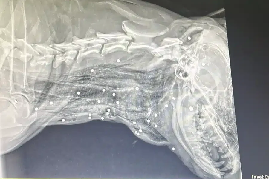 disparos de arma de fogo no bairro dos Frades, em Limeira, nesta terça-feira (24