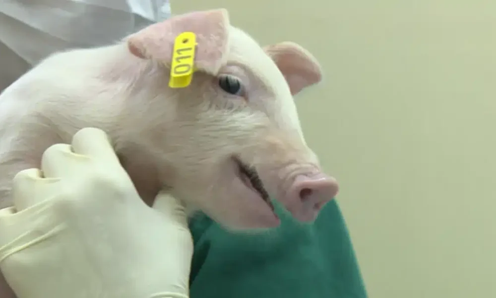 co recém-nascido em Piracicaba pode representar um avanço importante para a medi