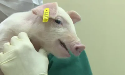 co recém-nascido em Piracicaba pode representar um avanço importante para a medi