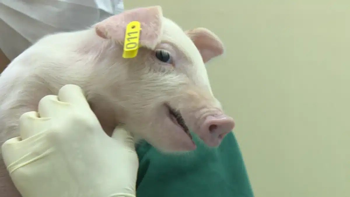 co recém-nascido em Piracicaba pode representar um avanço importante para a medi